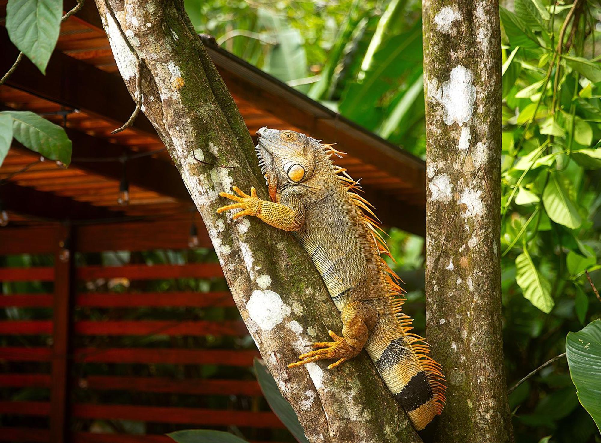 Aninga Lodge Tortuguero Extérieur photo