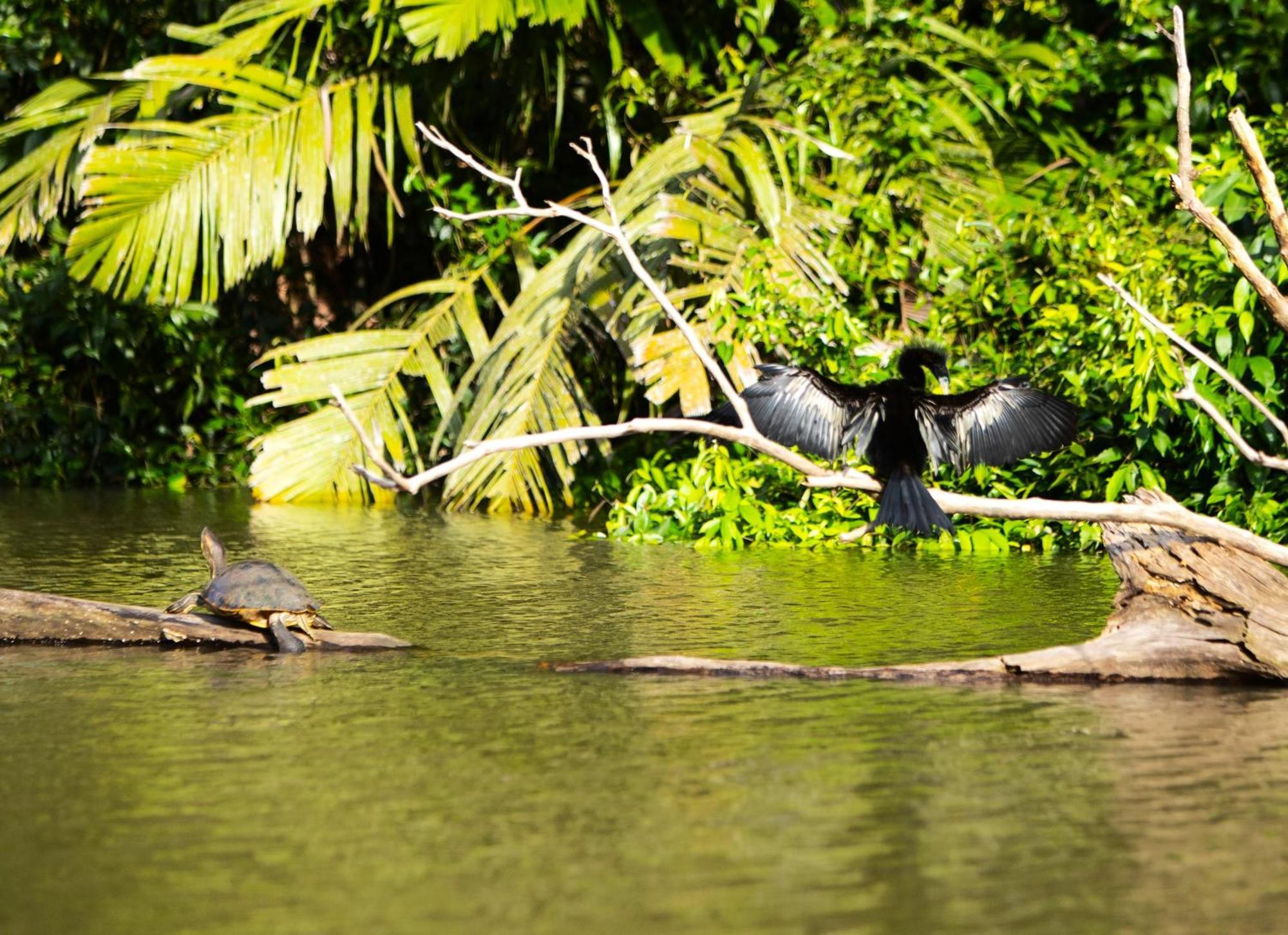Aninga Lodge Tortuguero Extérieur photo