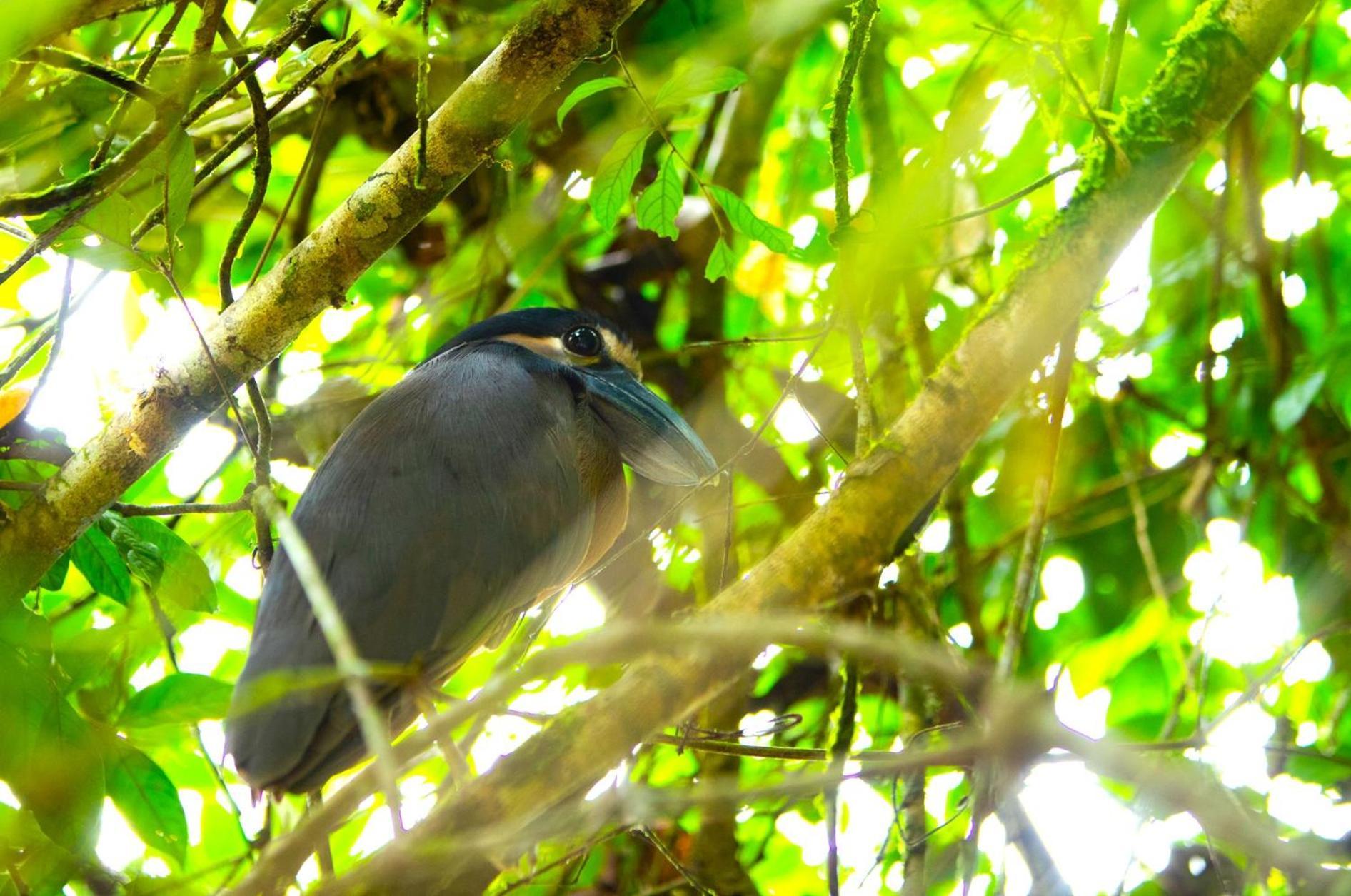 Aninga Lodge Tortuguero Extérieur photo